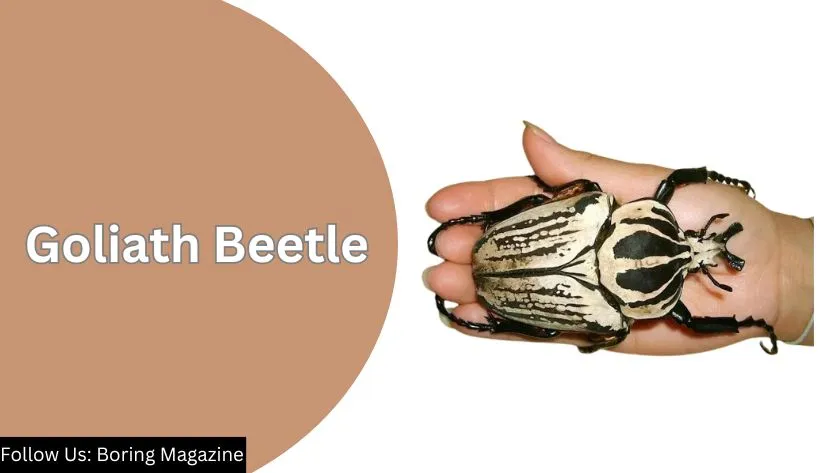 goliath beetle