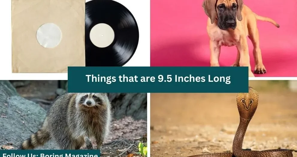 objects that are 9.5 inches long