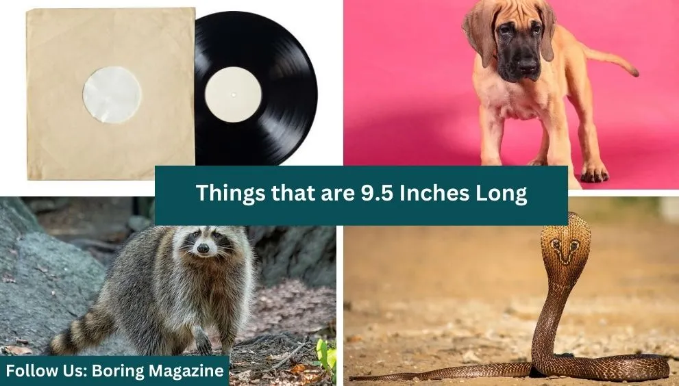 objects that are 9.5 inches long