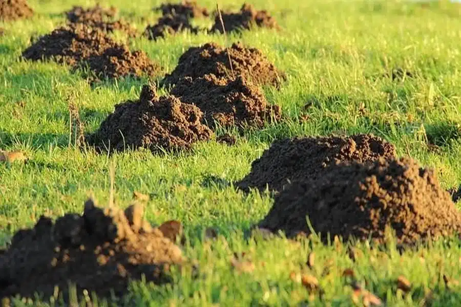 Local Lawn Care Company