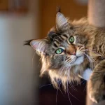 Unveiling the Secrets of Maine Coon Cat Personalities and Their Unique Traits