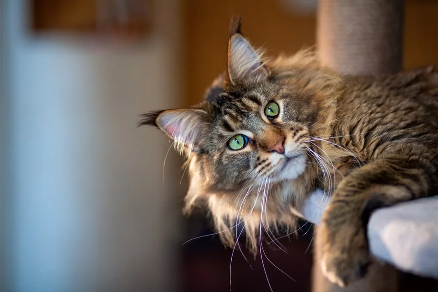 Unveiling the Secrets of Maine Coon Cat Personalities and Their Unique Traits