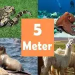 how long is 5 meters
