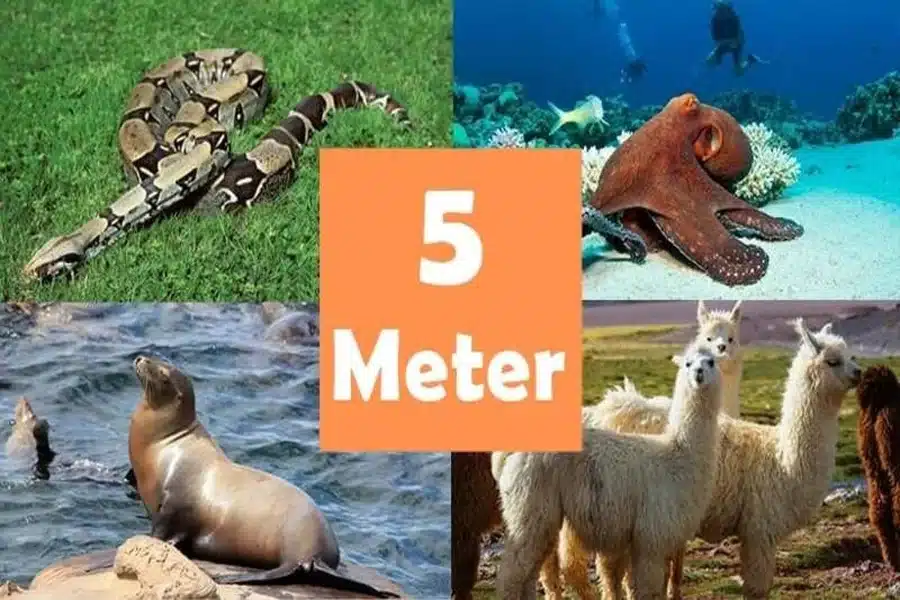 how long is 5 meters