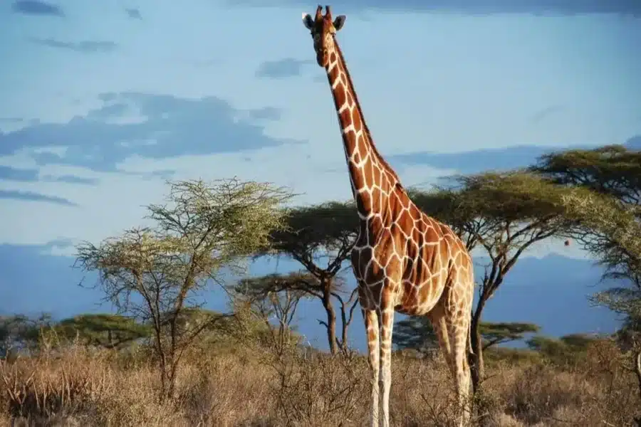 how long is 5 meters