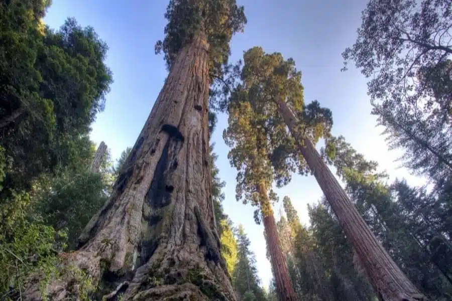 how tall is 80 feet