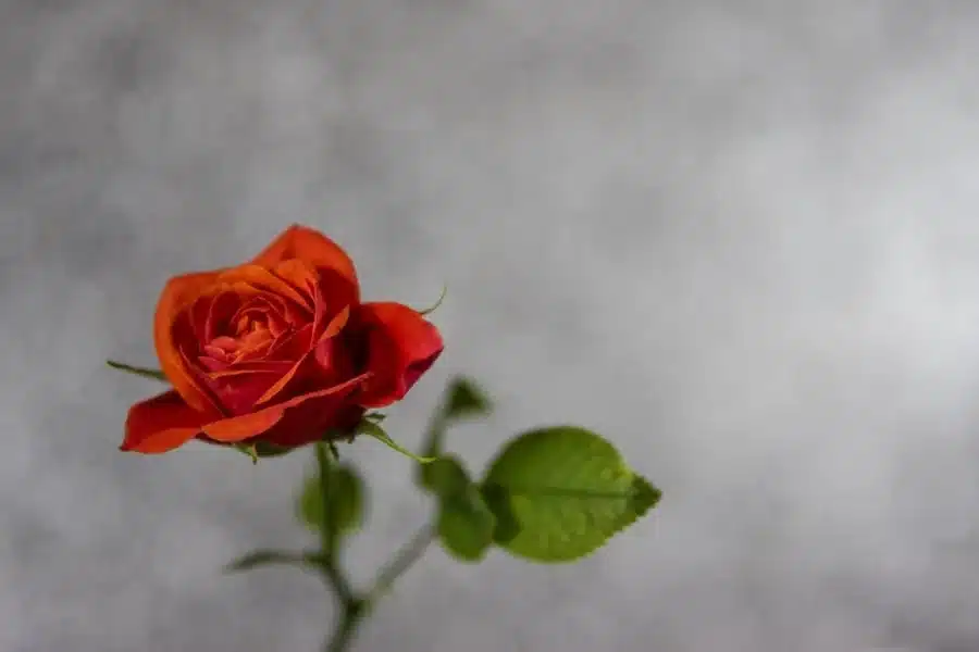 Sympathy Flowers