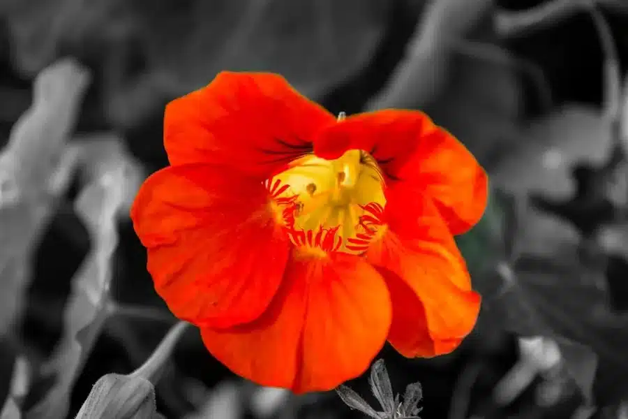 Sympathy Flowers