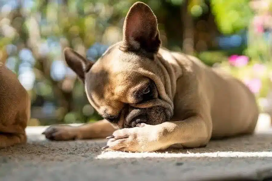 Dog Scratching