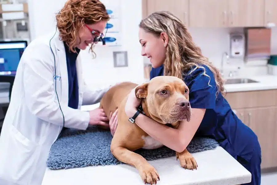 Same-Day Veterinary Care