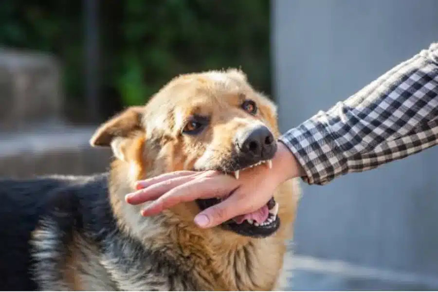 Dog Bites