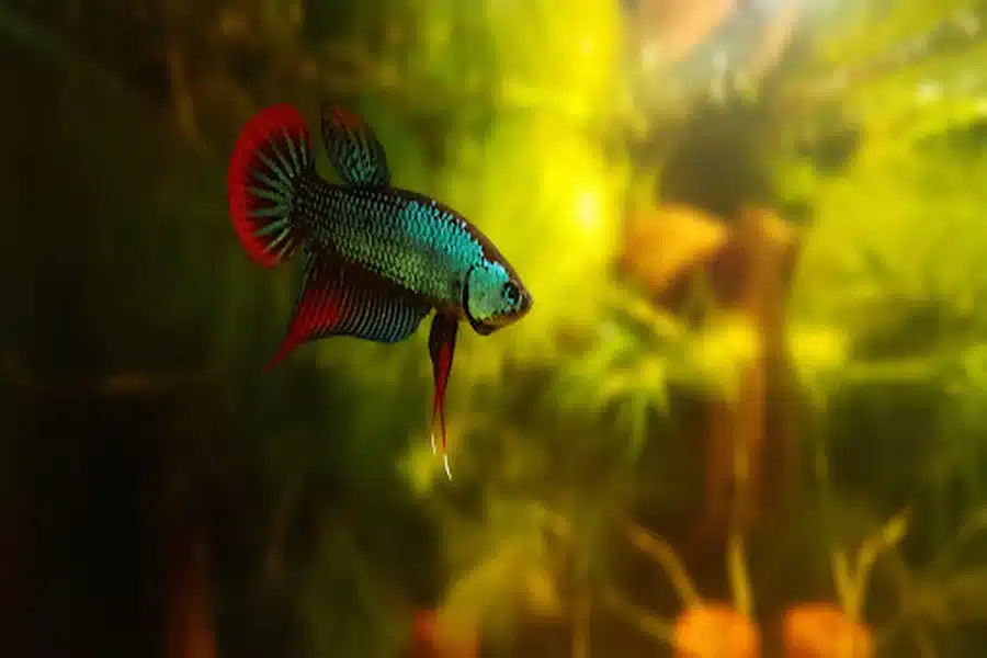 Discovering the Fascinating Wild Betta Fish