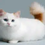 Munchkin Cats Breed Guide, Care Tips, and How to Find a Reputable Breeder
