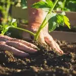 Revitalize Your Soil The Foundational Secret to Vibrant Blooms and Lush Foliage