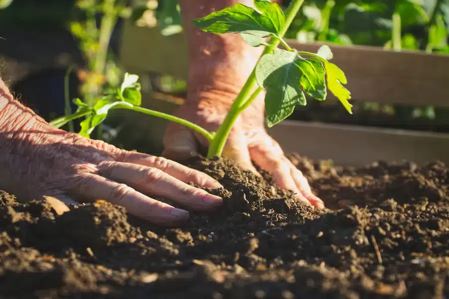 Revitalize Your Soil The Foundational Secret to Vibrant Blooms and Lush Foliage