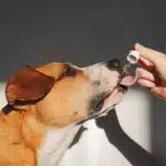 The Best Dog Supplements: Vet-Approved Picks for Joints, Gut Health, and Skin