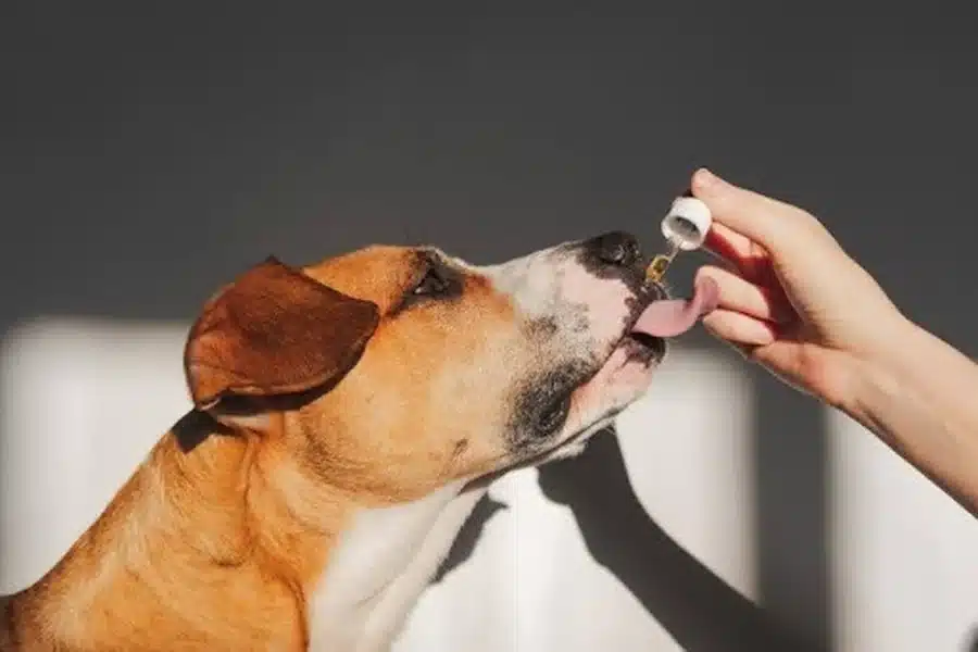 The Best Dog Supplements: Vet-Approved Picks for Joints, Gut Health, and Skin