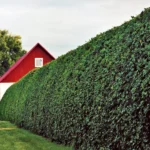 Keep Overgrown Hedges From Taking Over Your Garden