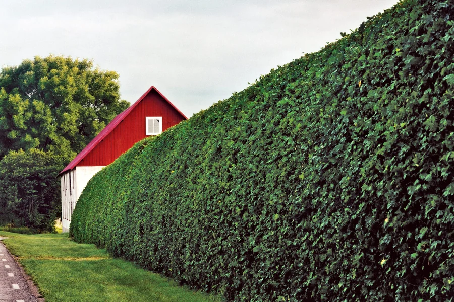 Keep Overgrown Hedges From Taking Over Your Garden