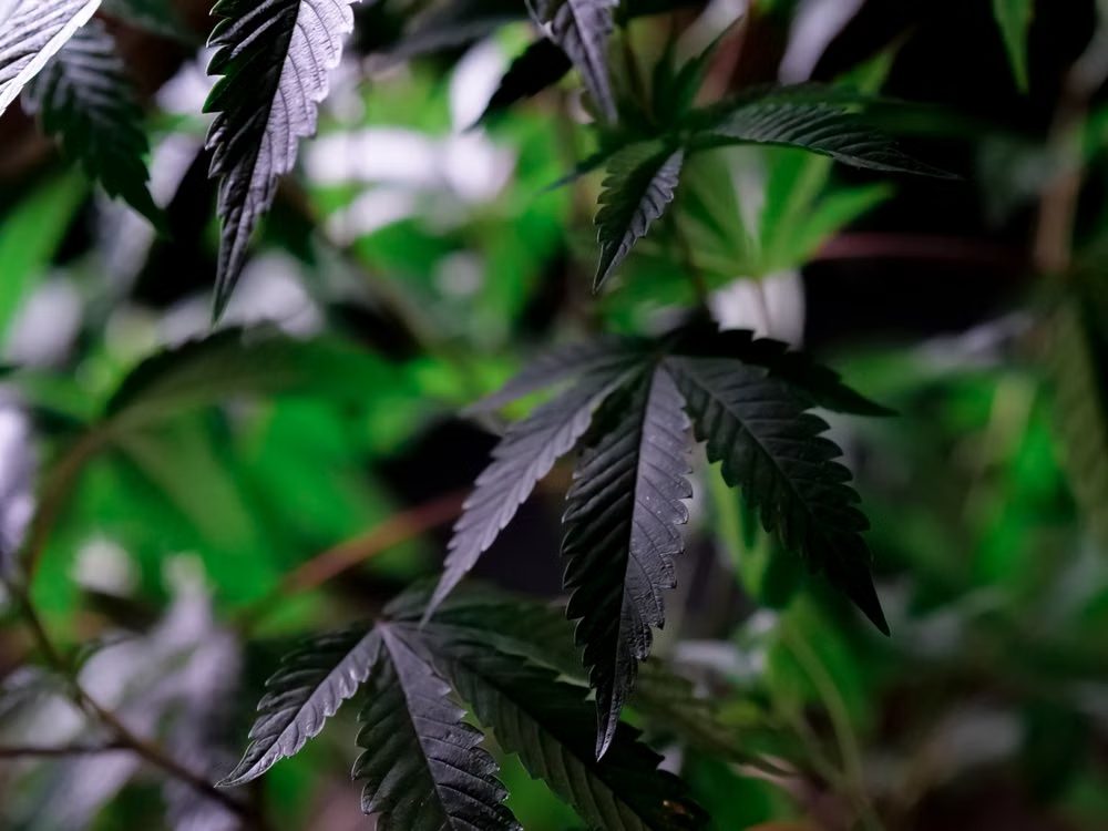 Cannabis